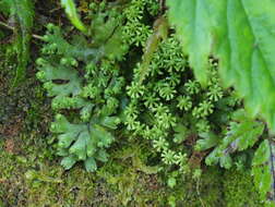 Image of Marchantia emarginata Reinw., Blume & Nees