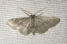 صورة Idaea violacearia Walker 1861