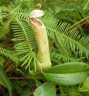 Image of Pitcher plant