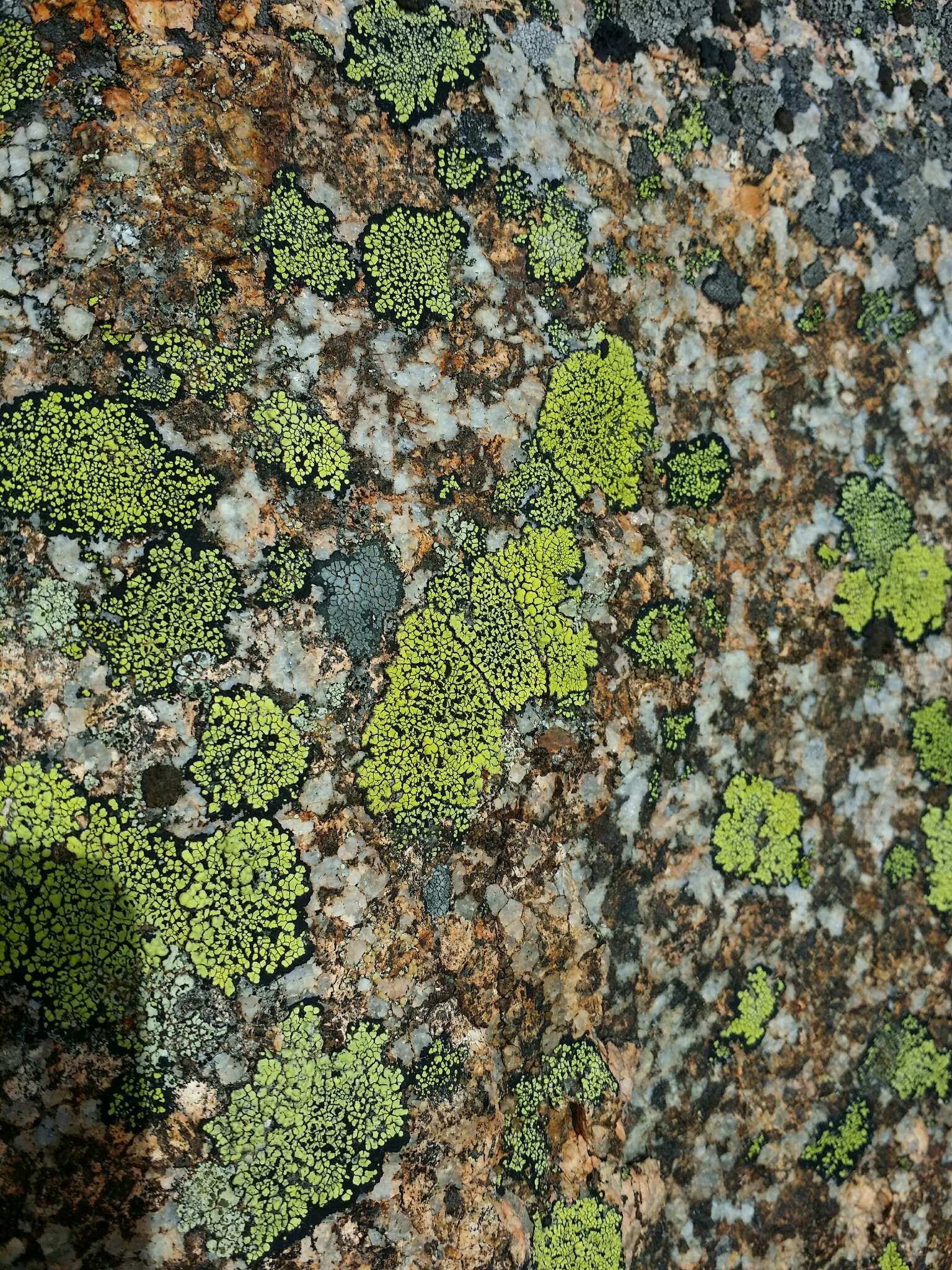 Image of Yellow map lichen;   World map lichen