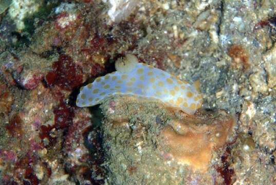 Image of Red spotted fat white slug