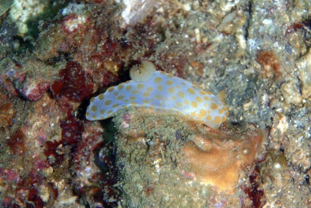 Image of Red spotted fat white slug