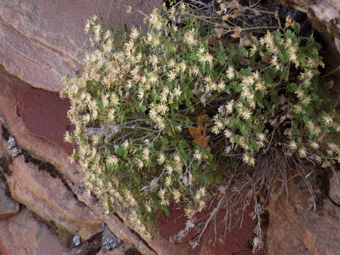 Image of Springdale rockdaisy