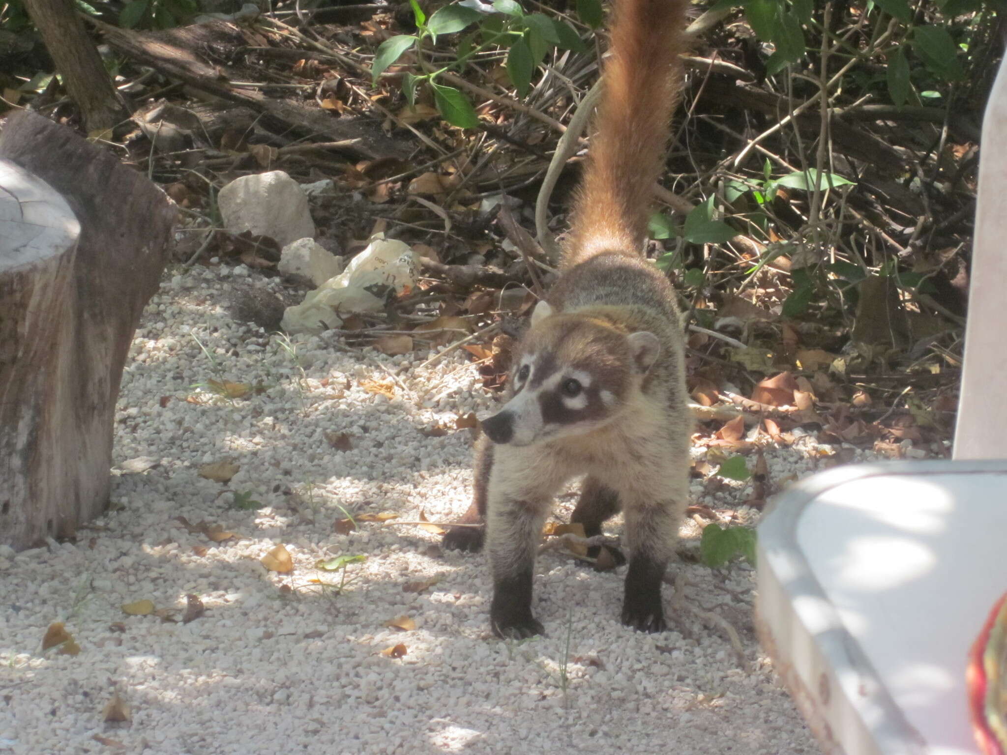 Image of Coati