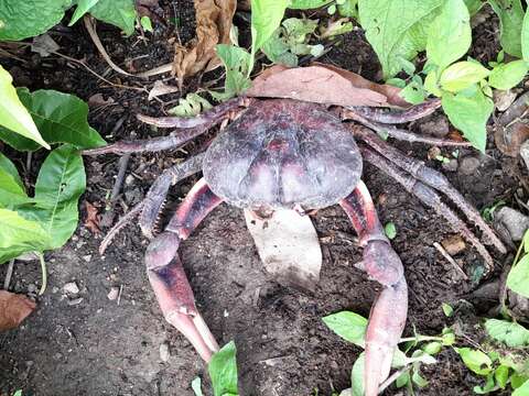 Imagem de Gecarcinus ruricola (Linnaeus 1758)