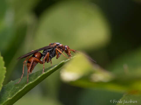 Image of Tachypompilus ferrugineus nigrescens