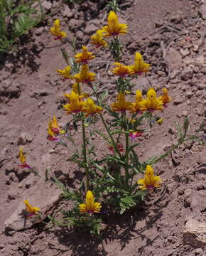 Image of Schizanthus coccineus (Phil.) J. M. Watson