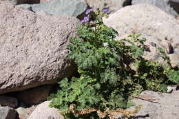 Phacelia scariosa Brandegee的圖片