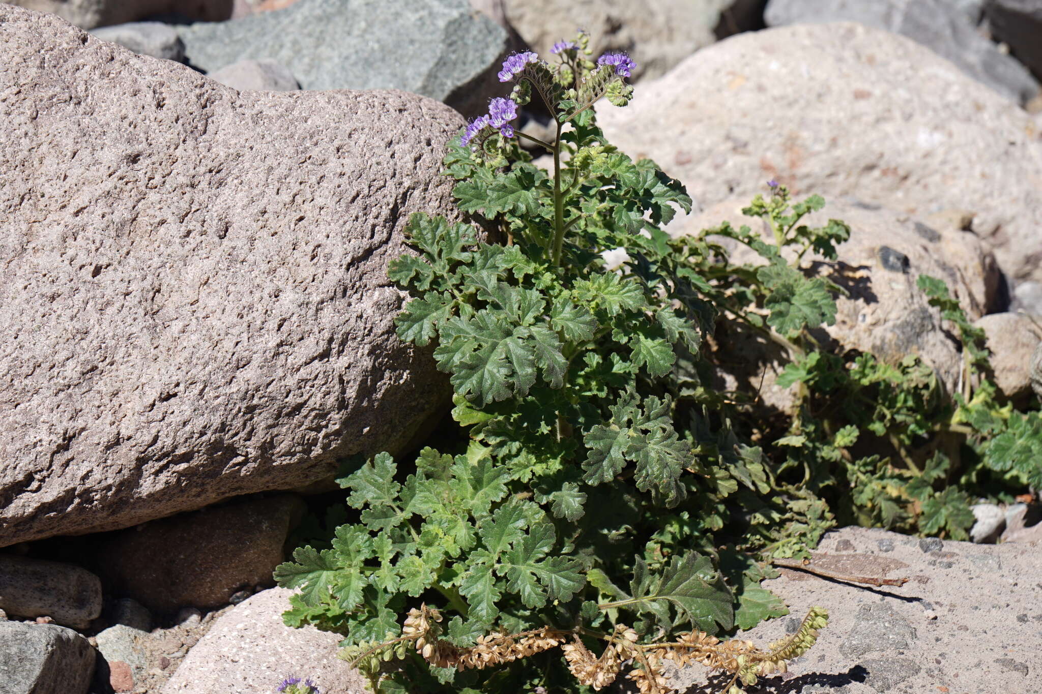 Phacelia scariosa Brandegee的圖片