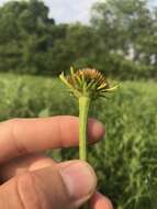 Image of Bush's purple coneflower