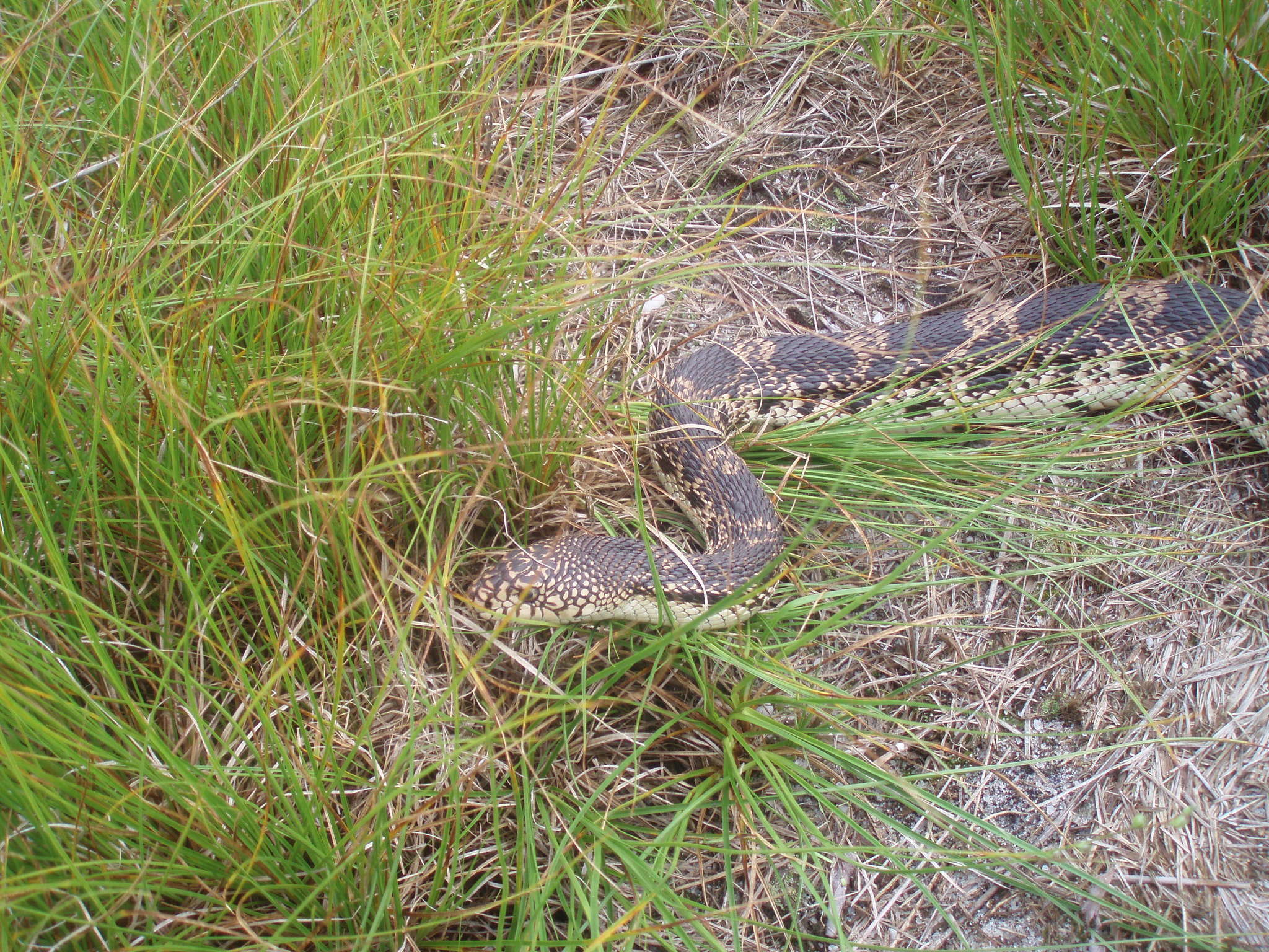 Image of Pituophis melanoleucus melanoleucus (Daudin 1803)