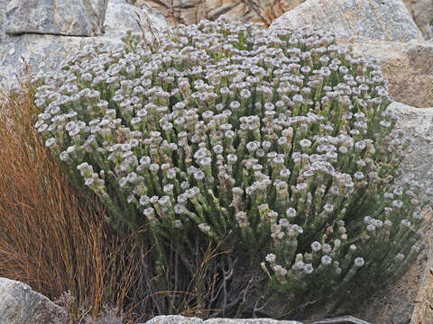 Image of Phylica leipoldtii Pillans