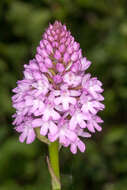 صورة Anacamptis pyramidalis (L.) Rich.