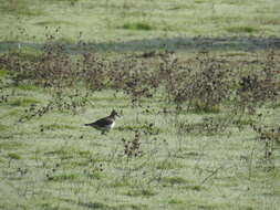 Image of Lapwing