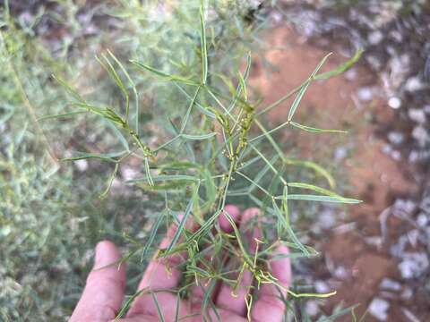 Image of Senna artemisioides subsp. zygophylla