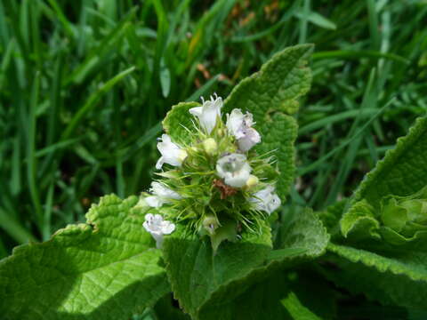 Image of Lepechinia caulescens (Ortega) Epling