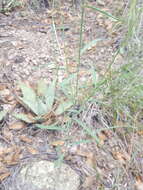 Plancia ëd Hesperidanthus linearifolius (A. Gray) Rydb.