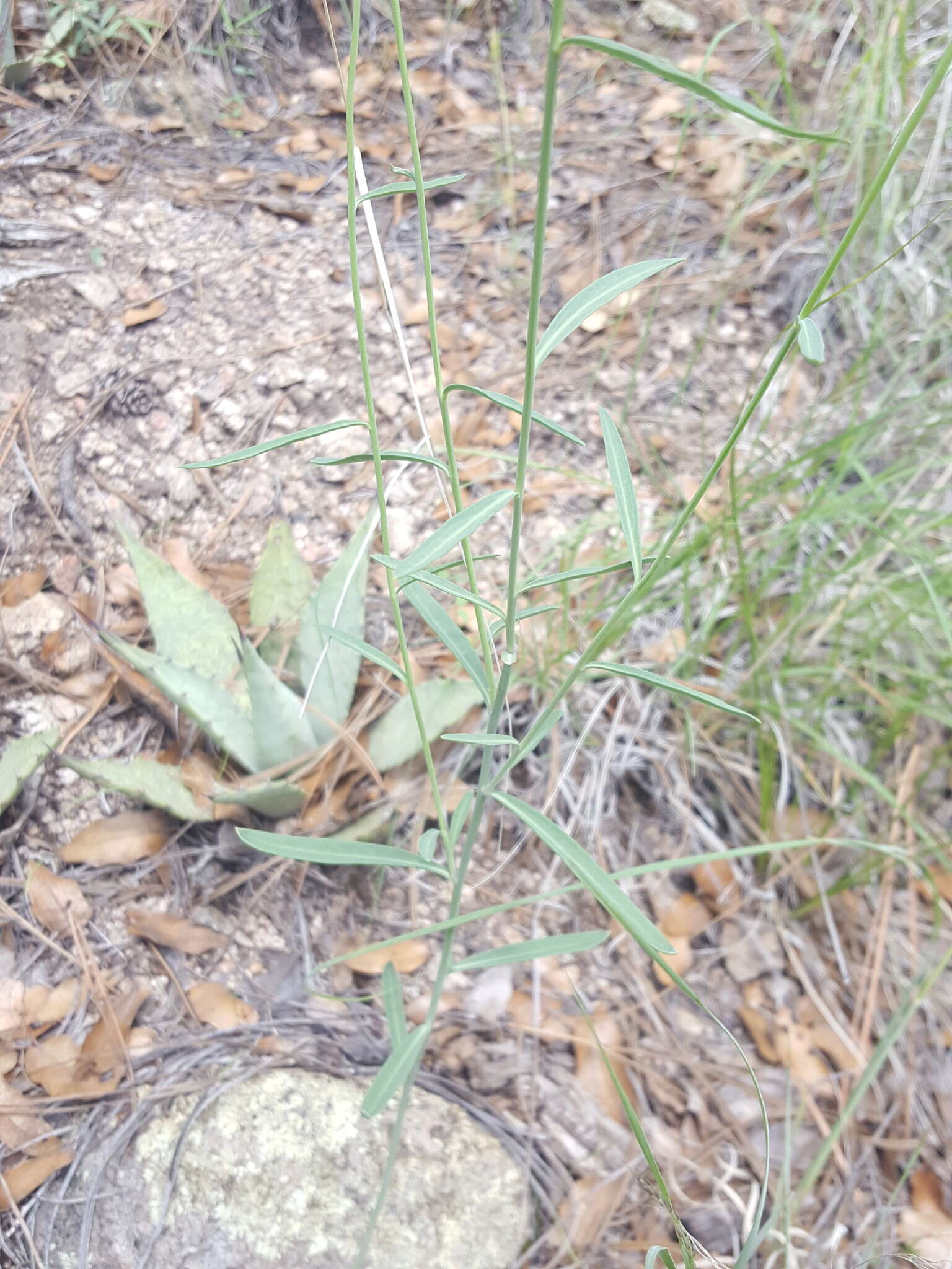 Plancia ëd Hesperidanthus linearifolius (A. Gray) Rydb.