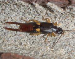 Image of Vostox brunneipennis (Audinet-Serville 1838)