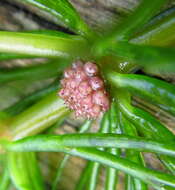 Image of Ceratophyllum demersum var. demersum