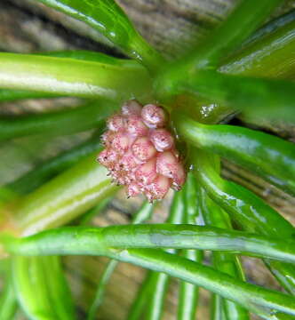 Image of Hornwort