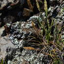Image of Trisetum antarcticum (G. Forst.) Trin.