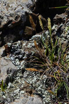 Plancia ëd Trisetum antarcticum (G. Forst.) Trin.