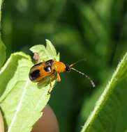 Слика од Phyllobrotica decorata (Say 1824)