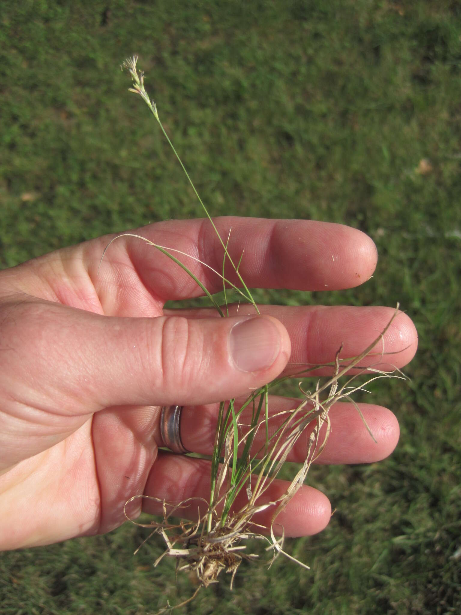 Image of curly-mesquite