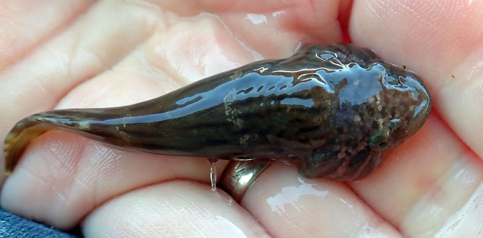 Image of New Zealand lumpfish