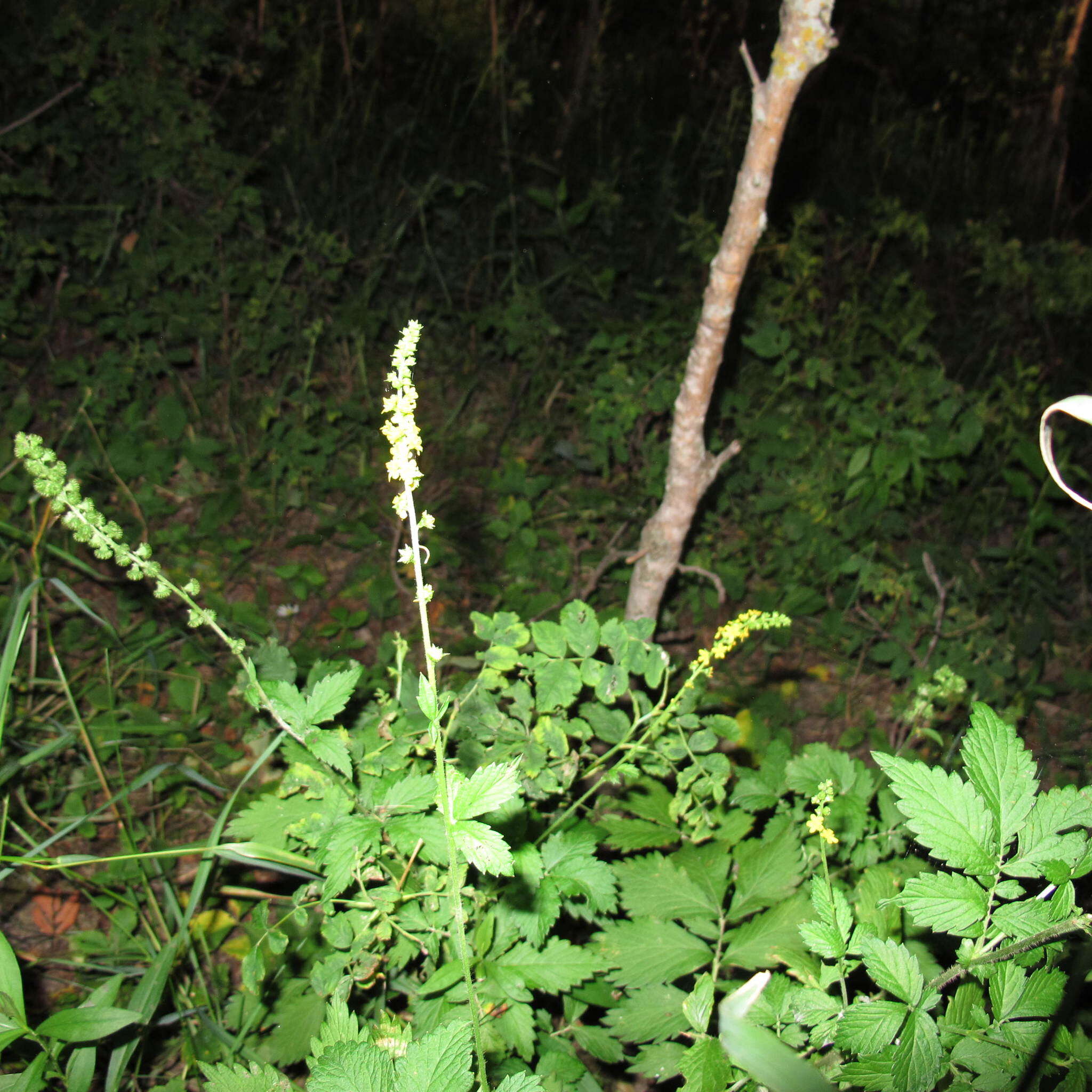 Plancia ëd Agrimonia striata Michx.