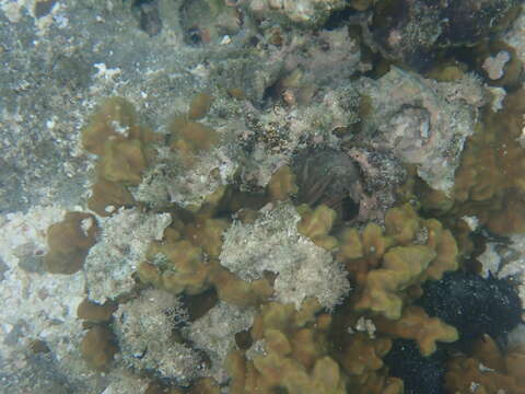 Image of Branched Sandpaper Coral