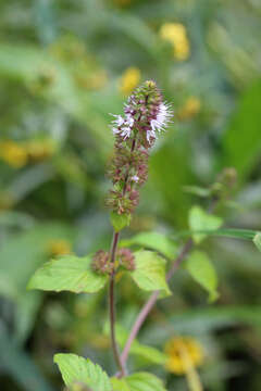 Image of Water Mint