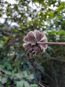 Image of Hibiscus indicus var. integrilobus (S. Y. Hu) K. M. Feng