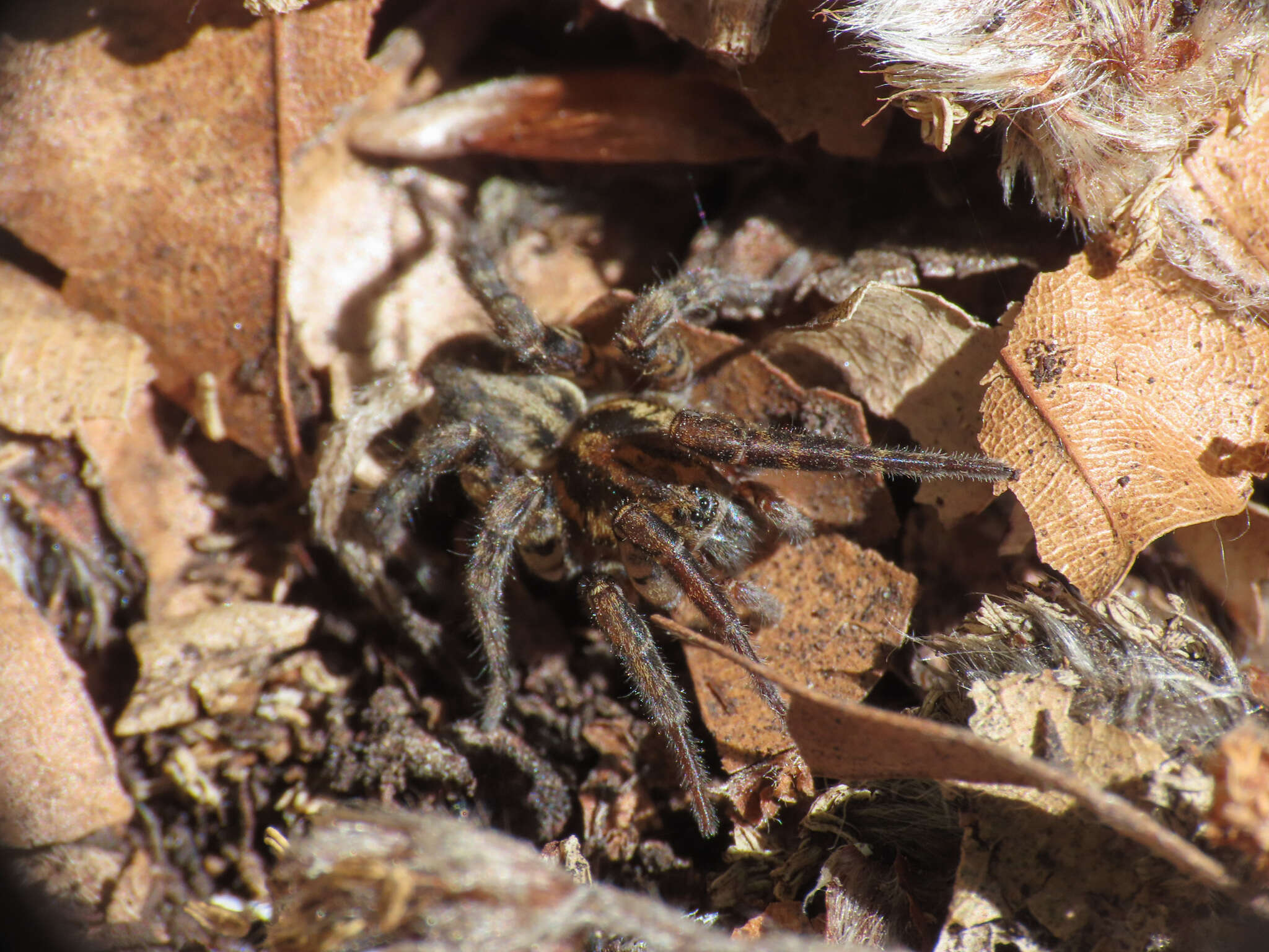 Image of Arctosa personata (L. Koch 1872)