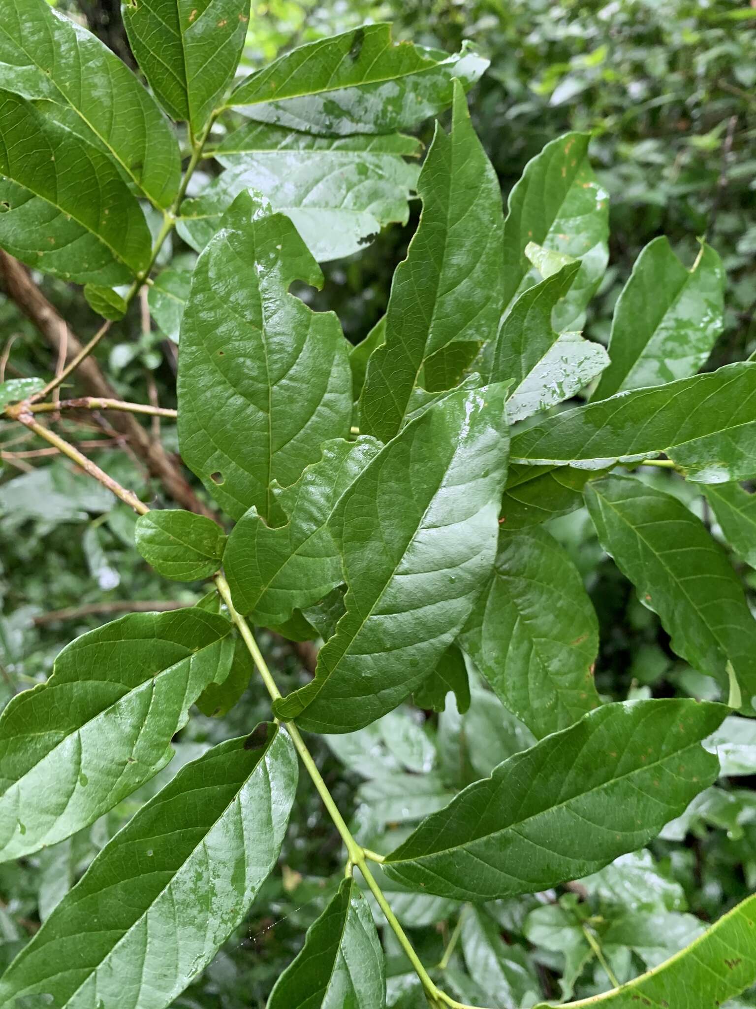 Sivun Combretum woodii Dümmer kuva