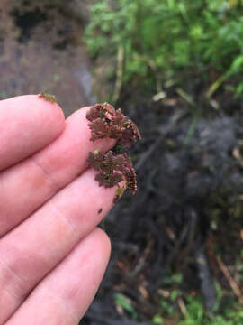 Image of Azolla filiculoides subsp. cristata (Kaulf.) Fraser-Jenk.