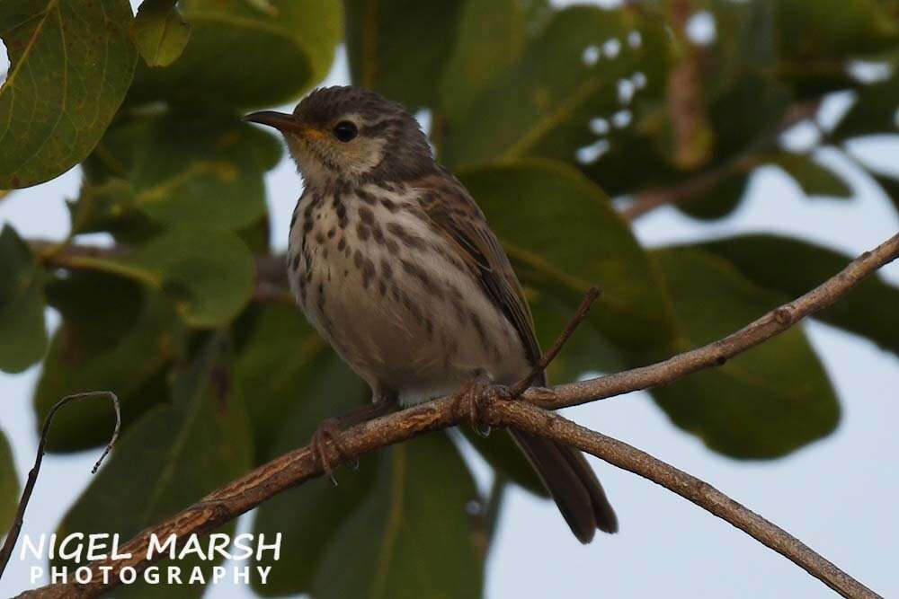 Image of Bar-breasted Honeyeater