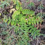 Imagem de Sonchus latifolius (Lowe) R. Jardim & M. Seq.