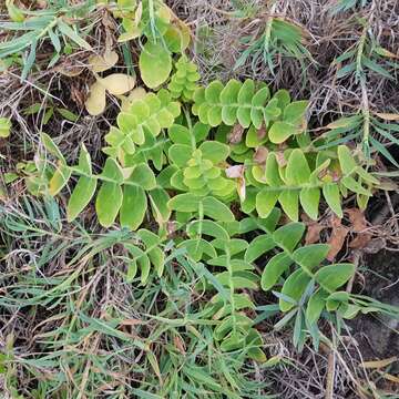 Image of Sonchus latifolius (Lowe) R. Jardim & M. Seq.