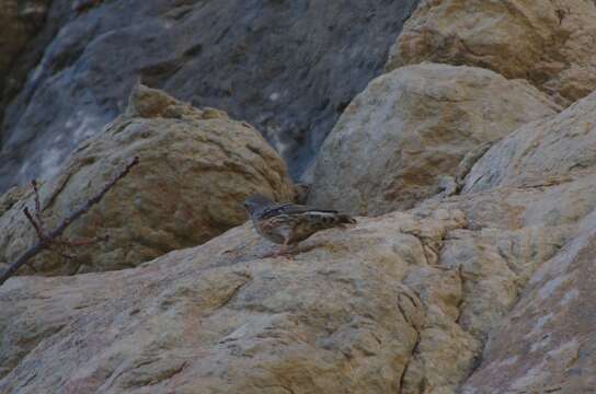 Image of Alpine Accentor