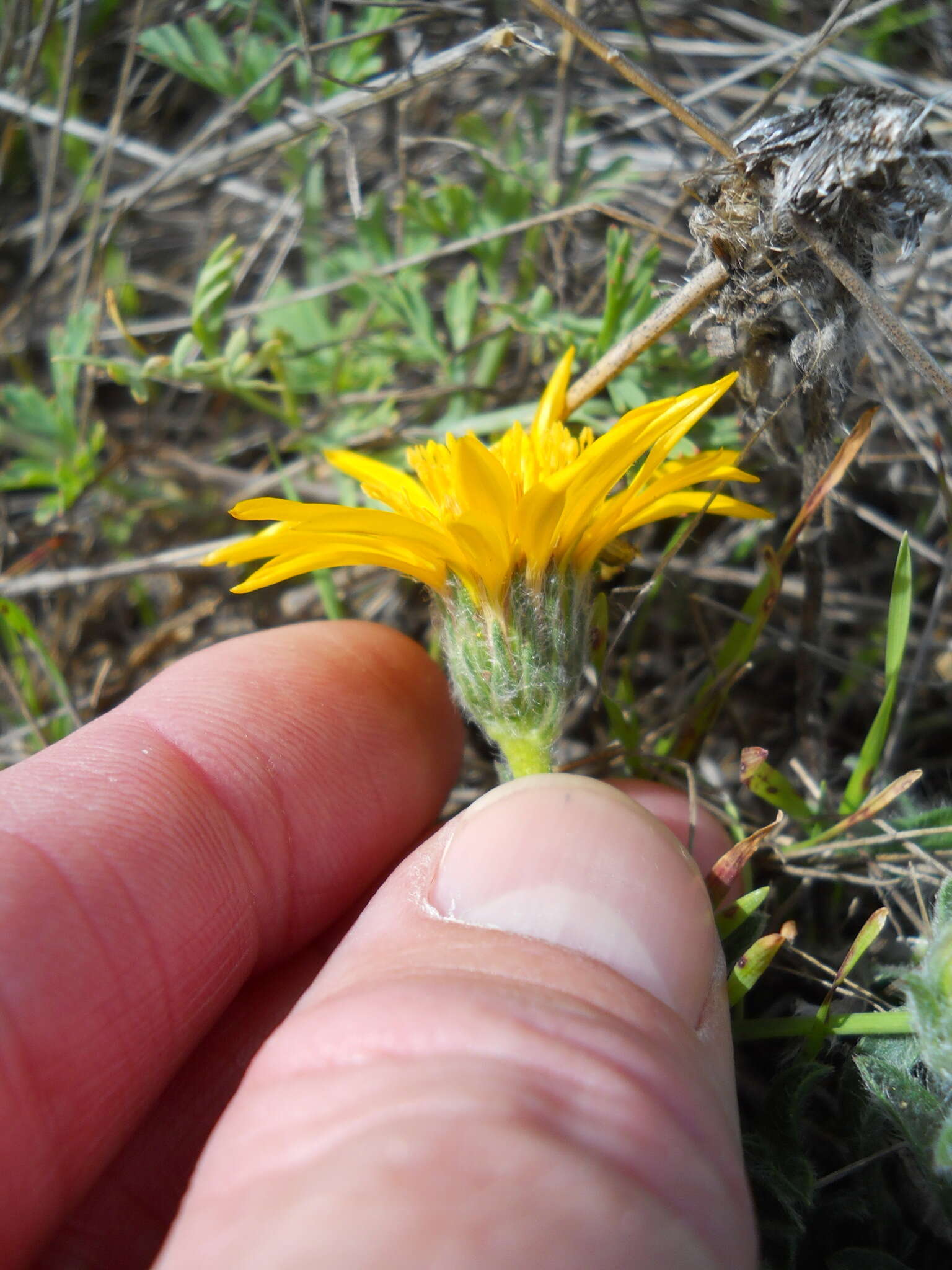 Image of sessileflower false goldenaster