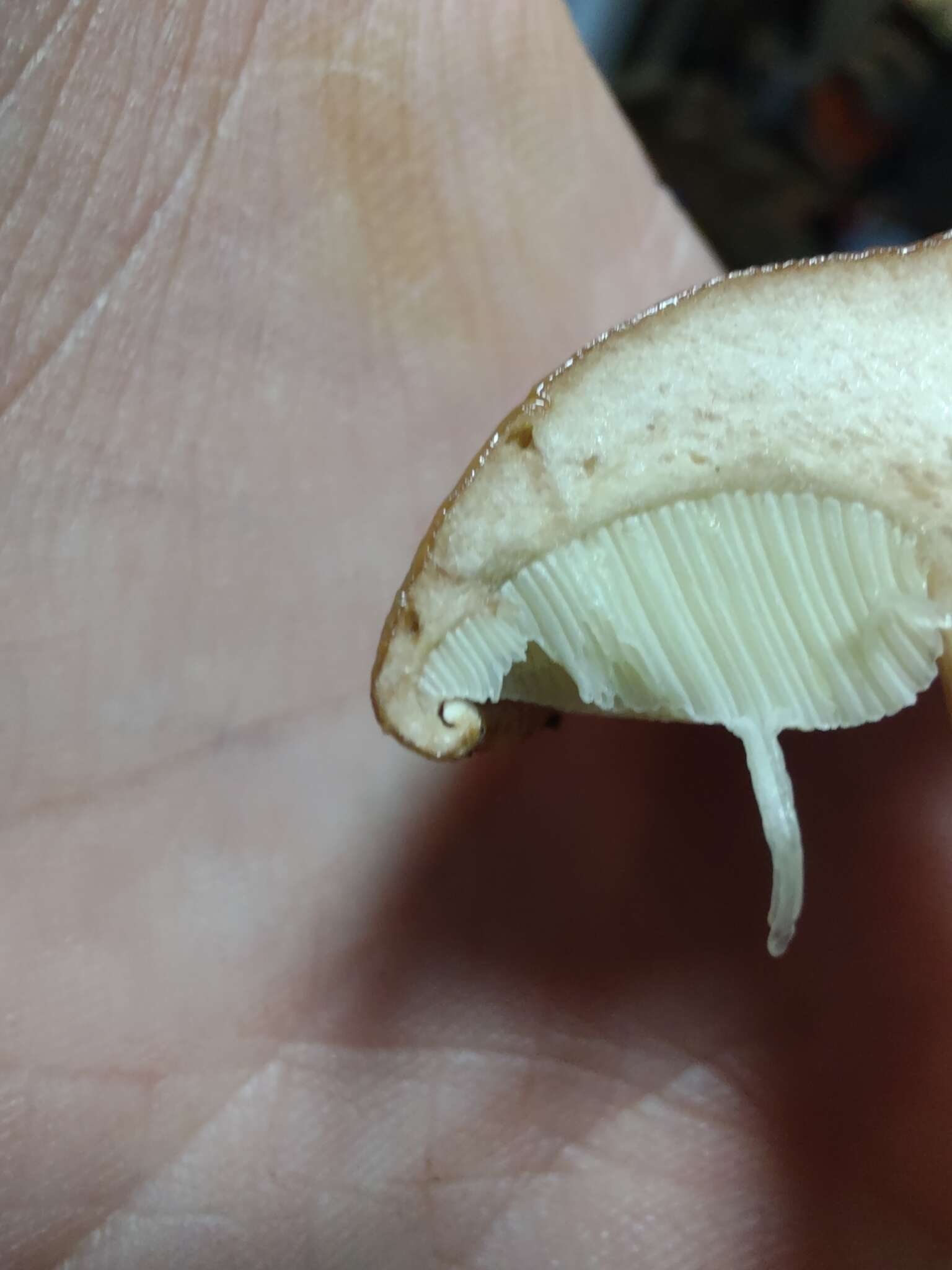 Image of Pulveroboletus atkinsonianus (Murrill) L. D. Gómez 1997