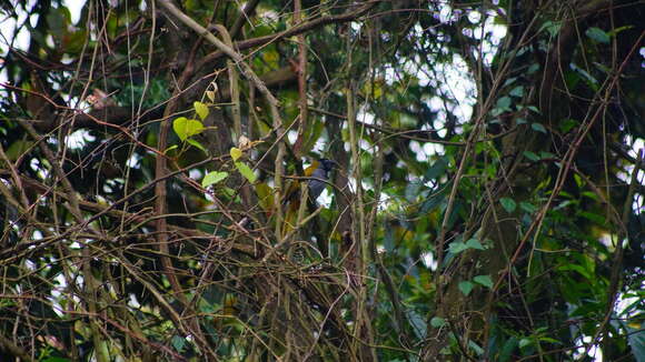 Image of Black-headed Saltator