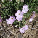 Image of Richardson's phlox