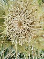 Image of Cirsium glabrum DC.