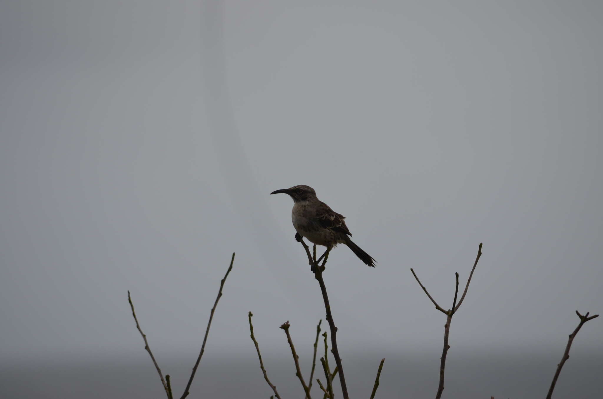 Image of Espanola Mockingbird