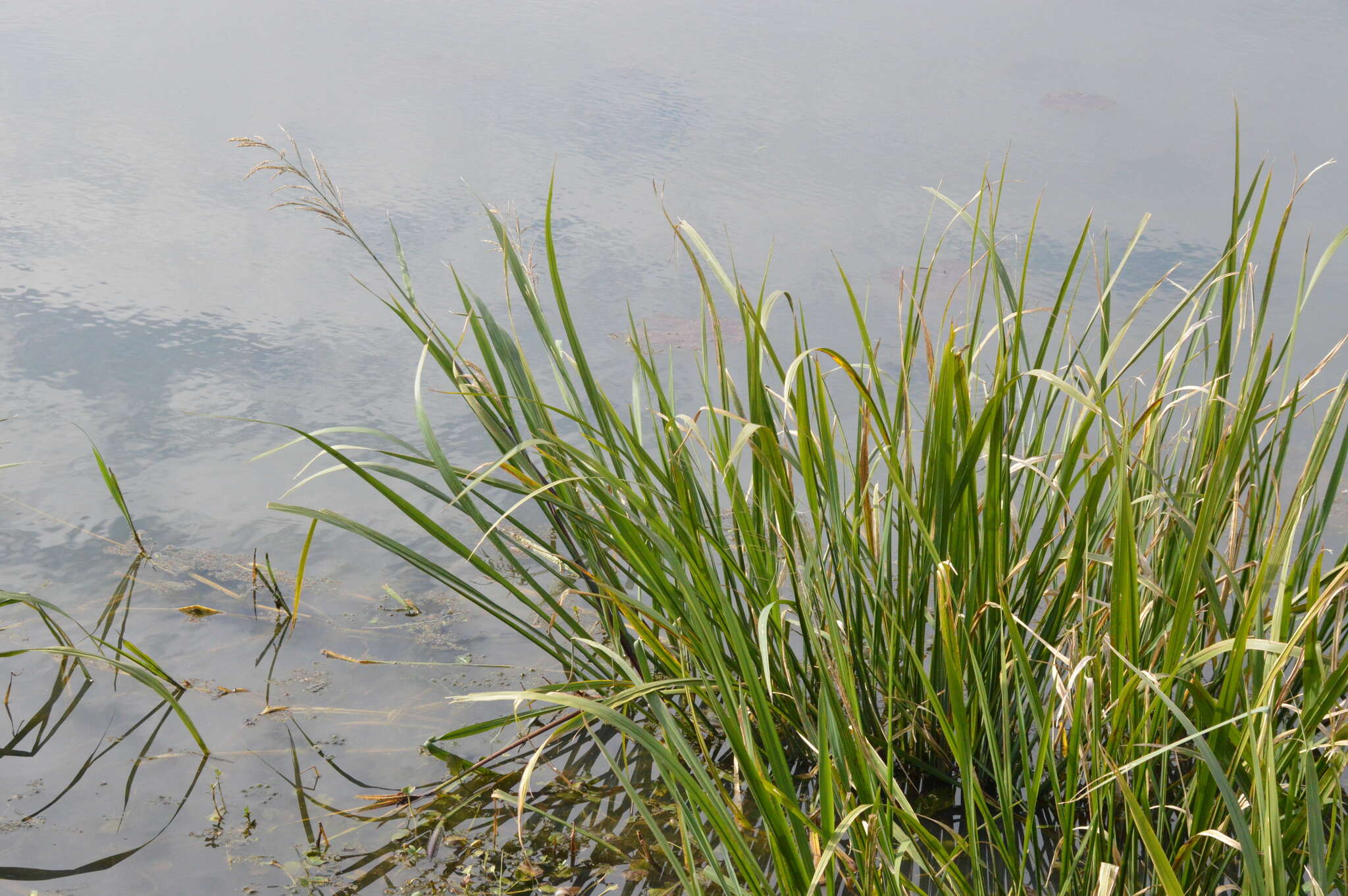 Image of giant cutgrass