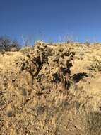 Image de Cylindropuntia fosbergii (C. B. Wolf) Rebman, M. A. Baker & Pinkava