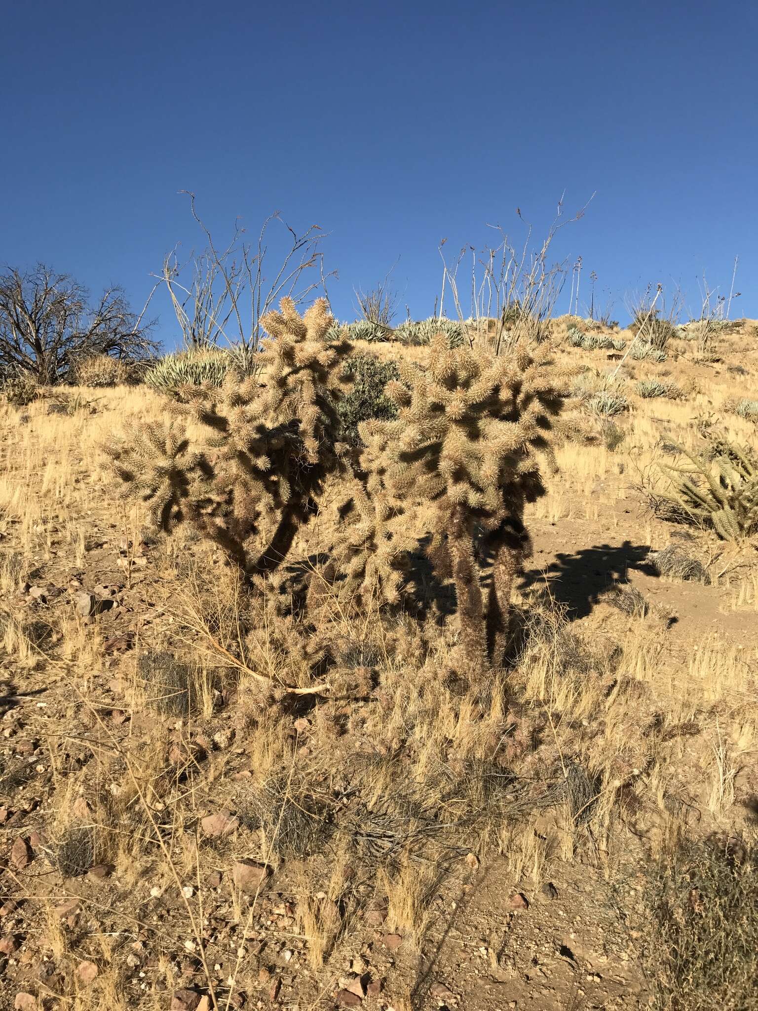 Image de Cylindropuntia fosbergii (C. B. Wolf) Rebman, M. A. Baker & Pinkava